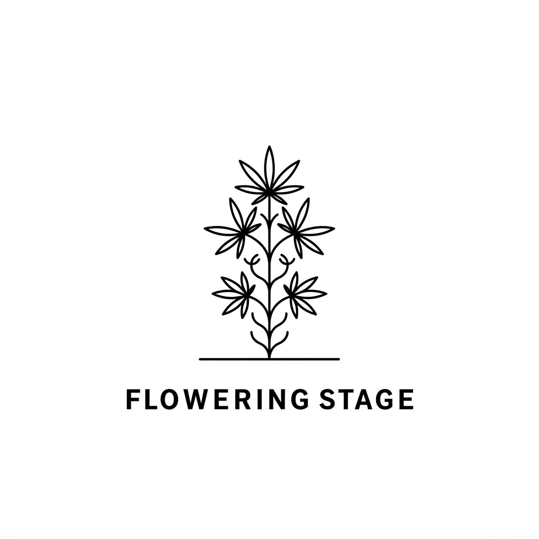 Welcome to the Flowering Stage