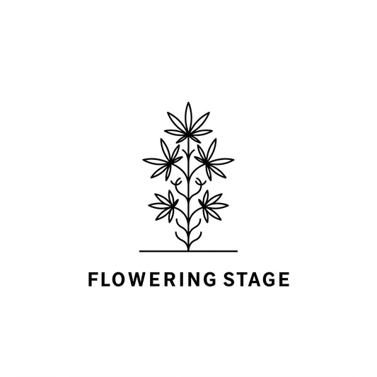 Welcome to the Flowering Stage